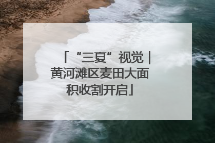 “三夏”视觉｜黄河滩区麦田大面积收割开启