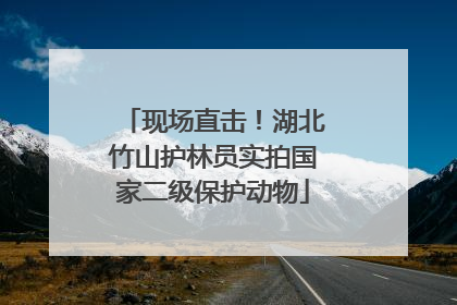 现场直击！湖北竹山护林员实拍国家二级保护动物