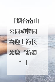 烟台南山公园动物园喜迎上海长颈鹿“新娘”