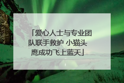 爱心人士与专业团队联手救护 小猫头鹰成功飞上蓝天
