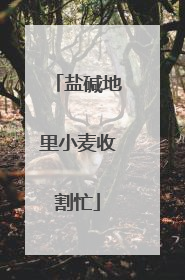 盐碱地里小麦收割忙