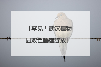 罕见！武汉植物园双色睡莲绽放