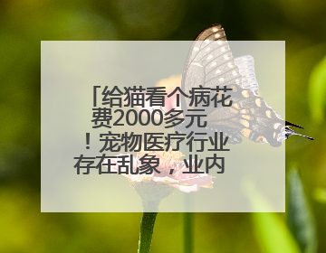 给猫看个病花费2000多元！宠物医疗行业存在乱象，业内人士呼吁→