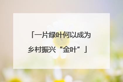 一片绿叶何以成为乡村振兴“金叶”
