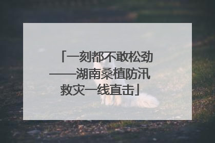一刻都不敢松劲——湖南桑植防汛救灾一线直击