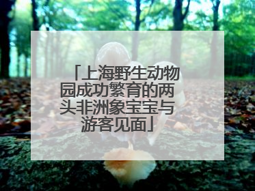 上海野生动物园成功繁育的两头非洲象宝宝与游客见面