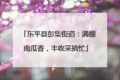 东平县彭集街道：满棚南瓜香，丰收采摘忙