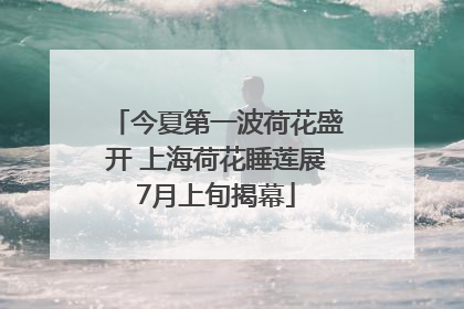 今夏第一波荷花盛开 上海荷花睡莲展7月上旬揭幕