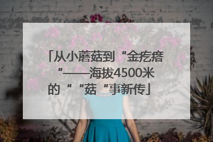 从小蘑菇到“金疙瘩“——海拔4500米的““菇“事新传