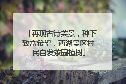 再现古诗美景，种下致富希望，西湖景区村民自发茶园植树