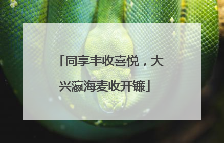 同享丰收喜悦，大兴瀛海麦收开镰
