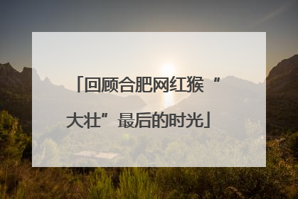 回顾合肥网红猴“大壮”最后的时光