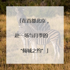 在首都北京，赴一场与月季的“倾城之约”