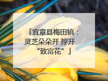 宜章县梅田镇：灵芝朵朵开 撑开“致富花”