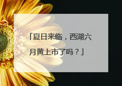 夏日来临，西湖六月黄上市了吗？