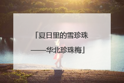 夏日里的雪珍珠——华北珍珠梅