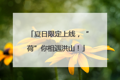 夏日限定上线，“荷”你相遇洪山！