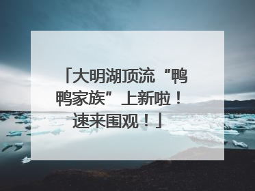 大明湖顶流“鸭鸭家族”上新啦！速来围观！