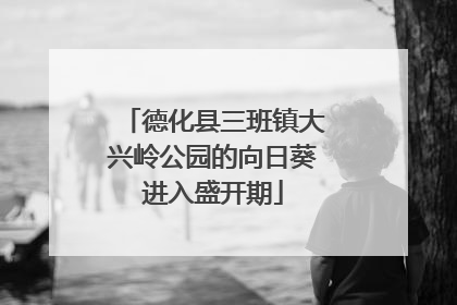 德化县三班镇大兴岭公园的向日葵进入盛开期