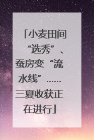小麦田间“选秀”、蚕房变“流水线”……三夏收获正在进行