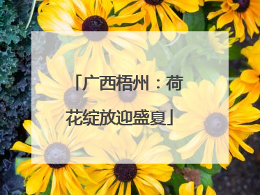 广西梧州：荷花绽放迎盛夏