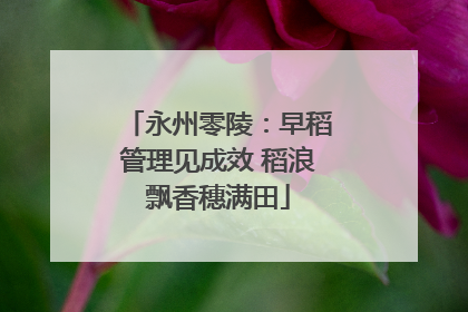 永州零陵：早稻管理见成效 稻浪飘香穗满田