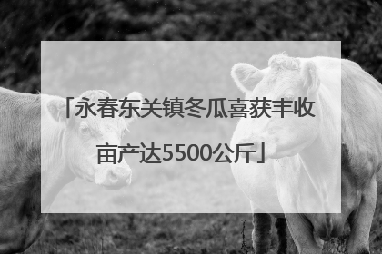 永春东关镇冬瓜喜获丰收 亩产达5500公斤