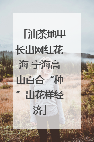 油茶地里长出网红花海 宁海高山百合“种”出花样经济