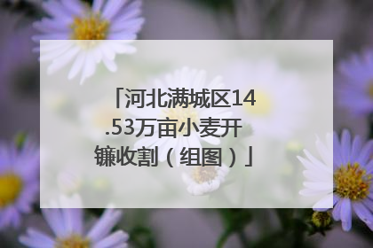 河北满城区14.53万亩小麦开镰收割（组图）
