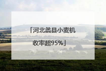 河北蠡县小麦机收率超95%