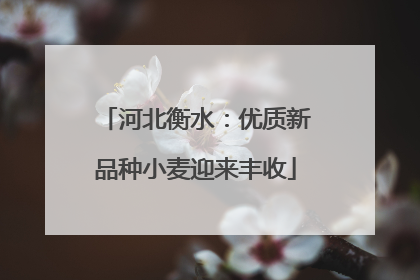 河北衡水：优质新品种小麦迎来丰收