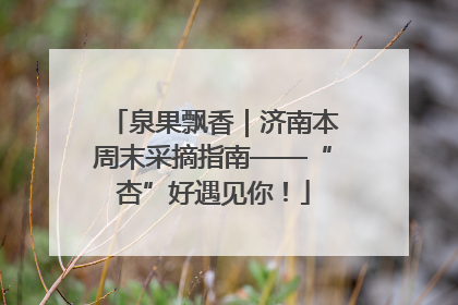 泉果飘香｜济南本周末采摘指南——“杏”好遇见你！