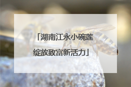 湖南江永小碗莲绽放致富新活力