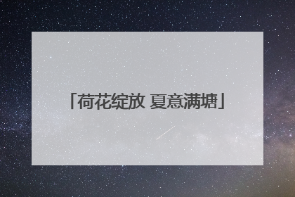 荷花绽放 夏意满塘