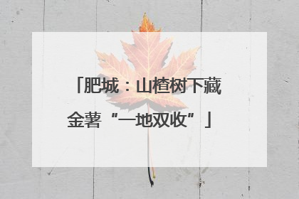 肥城：山楂树下藏金薯“一地双收”