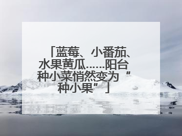 蓝莓、小番茄、水果黄瓜……阳台种小菜悄然变为“种小果”