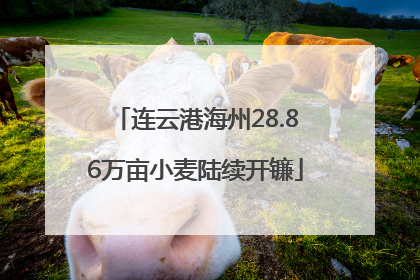 连云港海州28.86万亩小麦陆续开镰