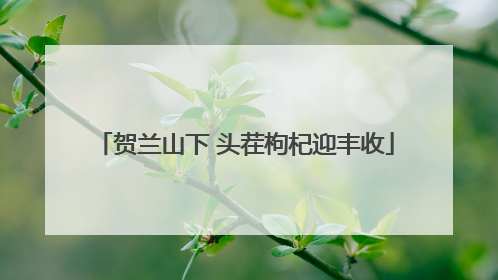 贺兰山下 头茬枸杞迎丰收