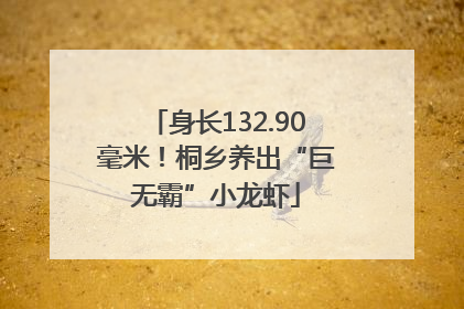 身长132.90毫米！桐乡养出“巨无霸”小龙虾