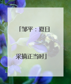 邹平：夏日采摘正当时