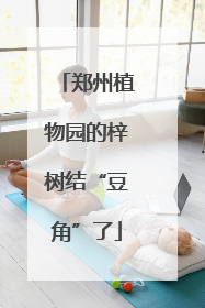 郑州植物园的梓树结“豆角”了