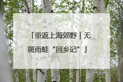 重返上海郊野｜无斑雨蛙“回乡记”