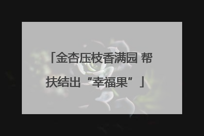 金杏压枝香满园 帮扶结出“幸福果”