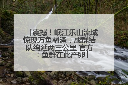 震撼！岷江乐山流域惊现万鱼翻涌，成群结队绵延两三公里 官方：鱼群在此产卵