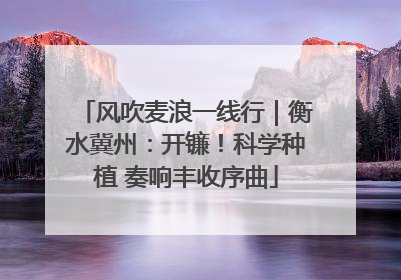 风吹麦浪一线行｜衡水冀州：开镰！科学种植 奏响丰收序曲
