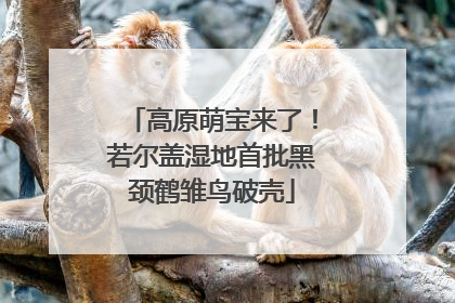 高原萌宝来了！若尔盖湿地首批黑颈鹤雏鸟破壳