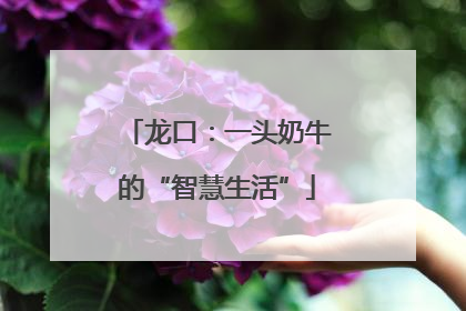 龙口：一头奶牛的“智慧生活”
