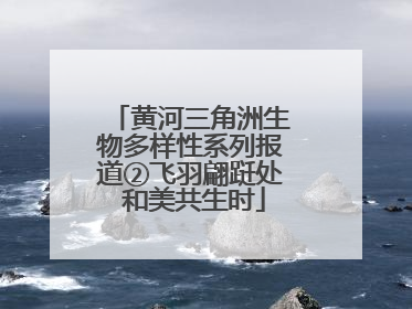 黄河三角洲生物多样性系列报道②飞羽翩跹处 和美共生时