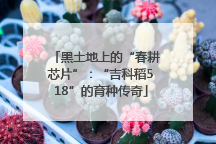 黑土地上的“春耕芯片”：“吉科稻518”的育种传奇