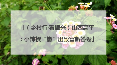 （乡村行·看振兴）山西高平：小辣椒“椒”出致富新答卷